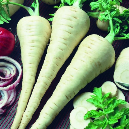 Picture of Parsnip Gladiator F1